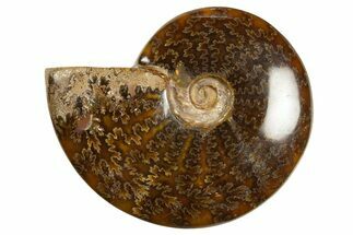 Polished Ammonite (Cleoniceras) Fossil - Madagascar #344296