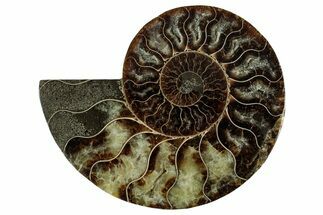 Cut & Polished Ammonite Fossil (Half) - Madagascar #344395