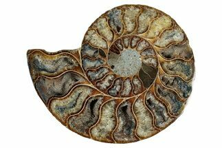Cut & Polished Ammonite Fossil (Half) - Deep Crystal Pockets #344405