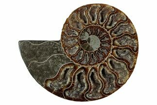 Cut & Polished Ammonite Fossil (Half) - Deep Crystal Pockets #344415