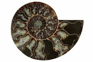 Cut & Polished Ammonite Fossil (Half) - Madagascar #344418