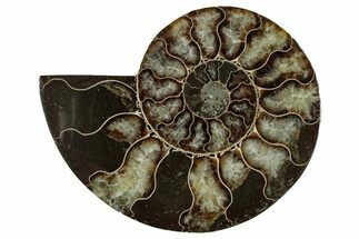 Cut & Polished Ammonite Fossil (Half) - Madagascar #344419
