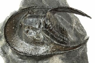 Detailed Scotoharpes Trilobite - Boudib, Morocco #344465