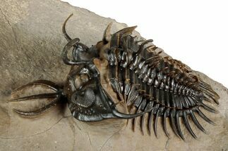 Short-Fork Walliserops Hammi Trilobite - Foum Zguid, Morocco #344466