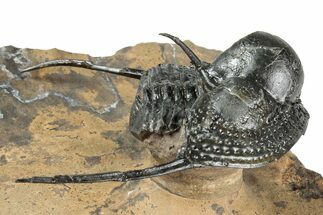 Huge, Onnia Trilobite Fossil - Top Quality Specimen #344467