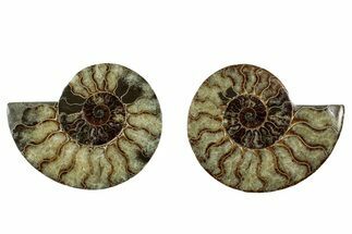 Cut & Polished, Agatized Ammonite Fossil - Madagascar #344481