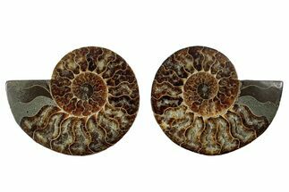 Cut & Polished, Agatized Ammonite Fossil - Madagascar #344482