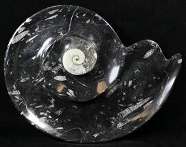 Ammonite Shaped Platter With Orthoceras & Goniatite Fossils #18258