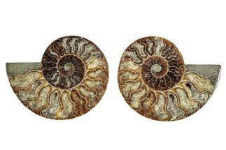 Cut & Polished, Agatized Ammonite Fossil - Madagascar #344485