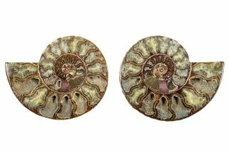 Cut & Polished, Agatized Ammonite Fossil - Madagascar #344486