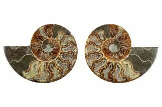 Cut & Polished, Agatized Ammonite Fossil - Madagascar #344487