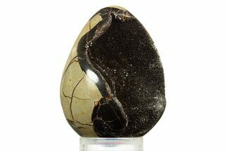 Septarian Dragon Egg Geode - Sparkly Black Crystals #344439