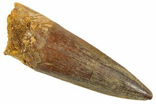 Fossil Spinosaurus Tooth - Real Dinosaur Tooth #344509