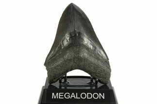 Fossil Megalodon Tooth - South Carolina #344557
