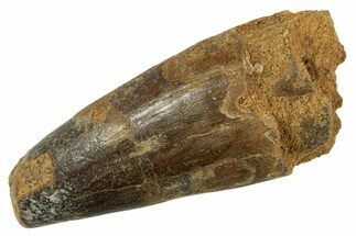 Fossil Spinosaurus Tooth - Feeding Worn Tip #344533