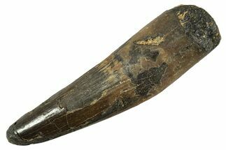 Fossil Spinosaurus Tooth - Real Dinosaur Tooth #344539