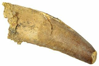 Fossil Spinosaurus Tooth - Real Dinosaur Tooth #344376