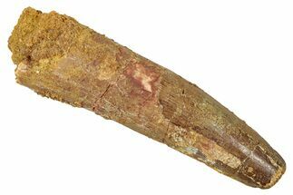 Fossil Spinosaurus Tooth - Real Dinosaur Tooth #344386