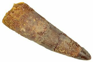 Fossil Spinosaurus Tooth - Real Dinosaur Tooth #344390