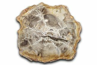 Polished Petrified Wood (Araucaria) Round - Madagascar #344644