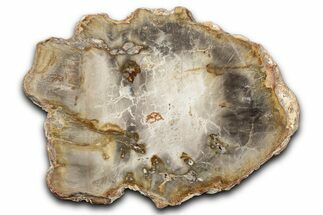 Beautiful Petrified Wood (Araucaria) Slab - Madagascar #344645