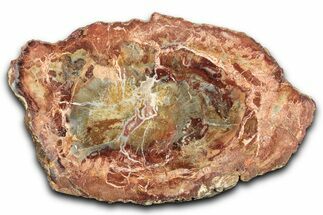 Polished Petrified Wood (Araucaria) Round - Madagascar #344648