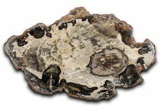 Beautiful Petrified Wood (Araucaria) Slab - Madagascar #344655