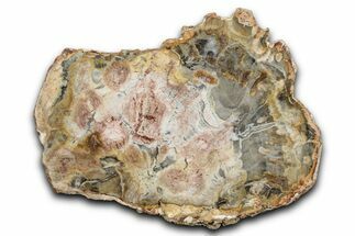 Beautiful Petrified Wood (Araucaria) Slab - Madagascar #344657