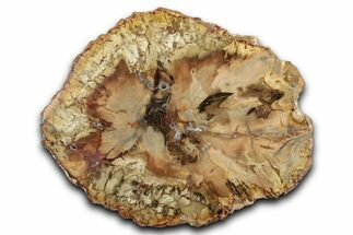 Beautiful Petrified Wood (Araucaria) Slab - Madagascar #344675