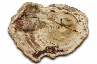 Beautiful Petrified Wood (Araucaria) Slab - Madagascar #344682