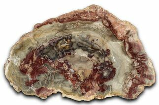 Beautiful Petrified Wood (Araucaria) Slab - Madagascar #344688