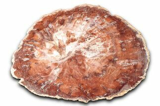 Polished Petrified Wood (Araucaria) Round - Madagascar #344701