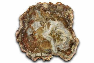 Beautiful Petrified Wood (Araucaria) Slab - Madagascar #344712