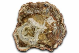 Beautiful Petrified Wood (Araucaria) Slab - Madagascar #344713