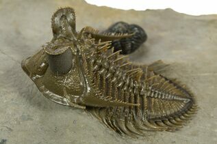 Premium Specimens For Sale