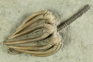 Fossil Crinoid (Agaricocrinus) - Crawfordsville, Indiana #344778
