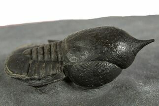Pelagic Trilobite (Cyclopyge) Fossil - Huge Eyes #344599