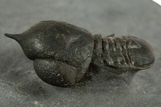 Pelagic Trilobite (Cyclopyge) Fossil - Huge Eyes #344601