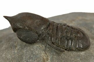 Pelagic Trilobite (Cyclopyge) Fossil - Huge Eyes #344603