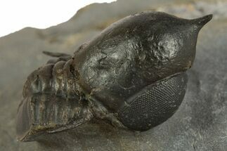 Pelagic Trilobite (Cyclopyge) Fossil - Huge Eyes #344607