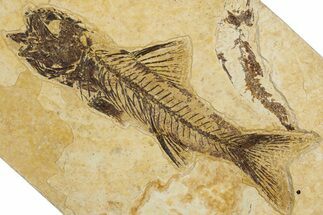 Fossil Fish (Amphiplaga) - Uncommon Species #344735