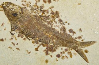 Detailed Fossil Fish (Knightia) - Wyoming #344736