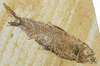 Detailed Fossil Fish (Knightia) - Wyoming #344737