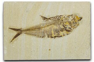 Detailed Fossil Fish (Diplomystus) - Wyoming #344796