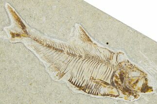 Detailed Fossil Fish (Diplomystus) - Wyoming #344798