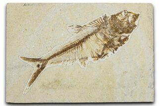 Detailed Fossil Fish (Diplomystus) - Wyoming #344801