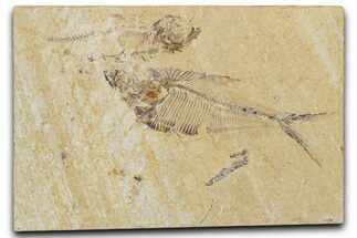 Plate of Two Fossil Fish (Diplomystus & Knightia) - Wyoming #344803