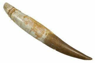 Fossil Plesiosaur (Zarafasaura) Tooth With Root #344876