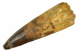 Fossil Spinosaurus Tooth - Real Dinosaur Tooth #344546