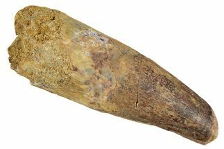 Fossil Spinosaurus Tooth - Feeding Worn Tip #344578
